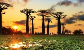 Các cây bao báp nghìn năm tuổi ở Châu Phi đột ngột chết hàng loạt