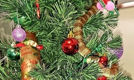 Đứng tim phát hiện rắn hổ quấn quanh cây thông Noel