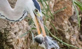 Chim diệc đói mồi cướp cá của rắn