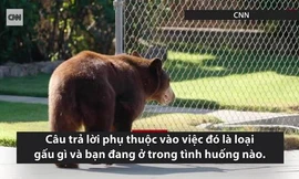 Cách xử lý đúng khi đối mặt với gấu