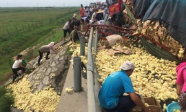 Xe chở 10.000 gà con bị lật, dân thi nhau ‘hôi của’