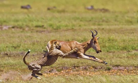 Linh dương đào tẩu ngoạn mục trước móng vuốt báo đốm đói mồi