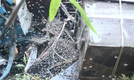 Xe chở ong lật nhào, 2 triệu con ong bay kín trời