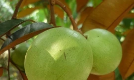 Hai tấn vú sữa đầu tiên đi Mỹ