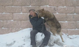 Doanh nhân chi mỗi năm 1 triệu nhân dân tệ để... nuôi sói