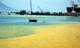 Vệt nước vàng tại vịnh Chân Mây là do tảo Giáp Gonyaulax polygramma gây nên. 