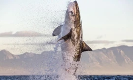 Rùng mình cá mập trắng khổng lồ cắn đứt người hải cẩu