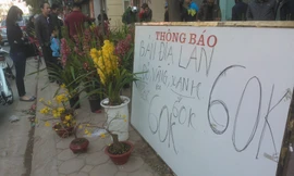 Tuy giảm giá nhưng các hộ kinh doanh phong lan dịp tết vẫn kiếm lãi lớn.