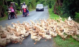 Cảnh đàn vịt nghìn con cùng qua đường ở Việt Nam gây 'sốt' báo Tây