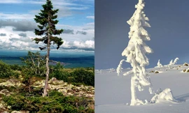 Nhìn gần 'thần mộc' cả vạn năm vẫn tươi xanh trên non cao