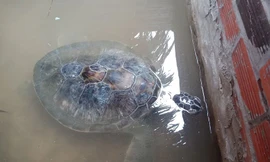 Con vích bị dạt vào bờ biển và được một chủ cơ sở kinh doanh du lịch biển bắt được