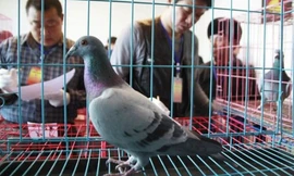 Ảnh minh họa: Shanghaiist