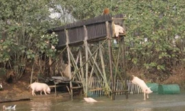 Đàn lợn của ông Huang nhảy cầu và tung tăng bơi lội như một thói quen.
