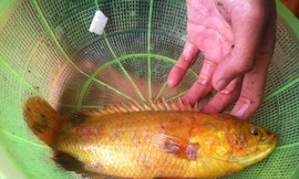 Sáng nay (17/2), một người dân Đà Nẵng đã bắt được con cá rô đồng khá lạ.