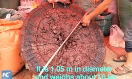 Cận cảnh cây nấm linh chi to bằng cái ô, nặng cả chục kí