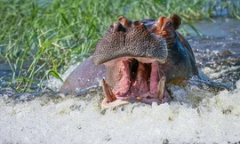 [ẢNH] Du khách thoát chết trước miệng hà mã đói mồi