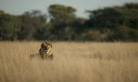 Bộ ảnh cuối cùng của ‘Vua sư tử’ trước khi bị chặt đầu