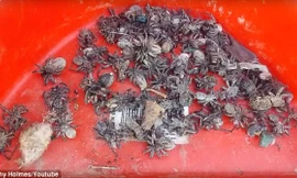 Một phần của đàn nhện bị Kathy tiêu diệt và quét ra khỏi nhà. 