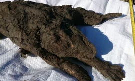 Phát hiện xác ướp chó nhà 12.400 tuổi còn nguyên lông