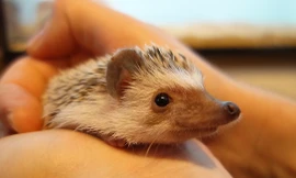 Bên trong quán café nhím độc đáo ở Nhật Bản