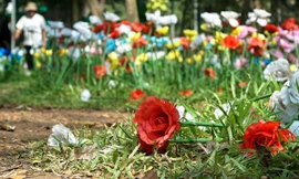 Hàng nghìn đoá tulip, hoa hồng đủ màu sắc được trang trí trong một khuôn viên gần sân khấu chính của Thảo Cầm Viên, thu hút đông người đến tham quan, chụp ảnh. Nhưng sau vài lượt khách đầu tiên ghé chân, nhiều bông hoa đã ngã rạp.