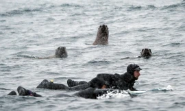 Sư tử biển hiếu kì đứng xem vận động viên lướt sóng