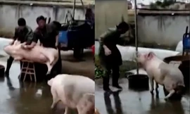 Xem chú lợn một mình đối đầu cả hội đồ tể để cứu bạn