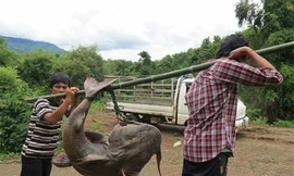 Sáng 6/11/2016, anh Lò Văn Phanh (Điện Biên) bắt được con cá chiên nặng khoảng 28 kg, dài 1,5 mét trên sông Đà khu vực cầu Hang Tôm, thị xã Mường Lay, tỉnh Điện Biên.