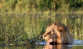 Bơi qua sông, sư tử hoảng sợ vì cá sấu vờn bên cạnh