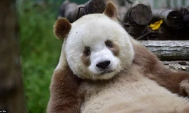 Tận thấy gấu trúc lông nâu duy nhất trên thế giới