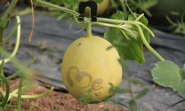 Dưa lưới in chữ “Mẹ”.