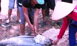 Một con cá vẩu “khủng”, cân nặng 35kg, vừa được người dân xã Lộc Vĩnh (huyện Phú Lộc, TT-Huế) phát hiện dạt vào bờ biển cách đây vài hôm. 