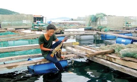 Bão số 9: Tôm hùm nuôi lồng bè chết hàng loạt do sốc nước lũ