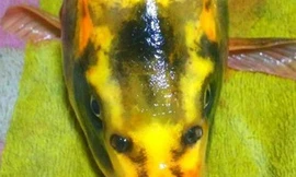 Giáo viên tiểu học bất ngờ câu được cá chép mặt người