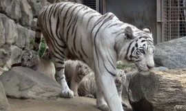 Hổ trắng trong vườn thú tại Nhật Bản. Ảnh: AFP
