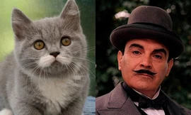 Mèo khuynh đảo Instagram nhờ ‘chòm ria’ giống người