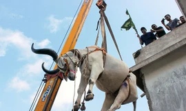 Dùng cần cẩu ‘giải cứu’ đàn bò trên... sân thượng