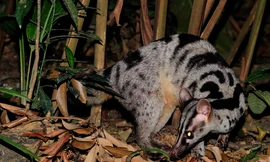 Người dân tự nguyện giao nộp 3 cá thể Cầy quý hiếm