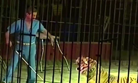 Ettore Weber trong một lần dạy hổ. Ảnh: Youtube