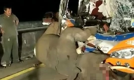 Đi bộ giữa đường, voi bị xe bus đâm chết thương tâm