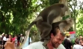 Đôi khỉ ‘mây mưa’ ngay trên đầu du khách