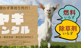 Biển quảng cáo dịch vụ cho thuê dê