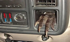 Chiếc chân cá sấu thò ra từ bảng điều khiển xe hơi.