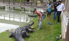 Bắt được cá sấu khổng lồ, dài 4,3m trong công viên