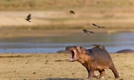 Bị đàn chim quấy rối, hà mã con la hét om sòm tìm mẹ