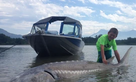 Cậu bé 9 tuổi câu được cá tầm ‘khủng’ 270 kg