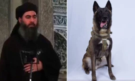 Ông Trump đăng ảnh cảnh khuyển đuổi thủ lĩnh IS vào đường cùng