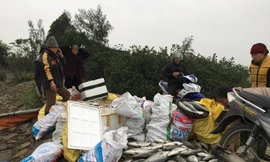 Hai hôm nay, người dân nuôi cá ở các xã Hộ Độ (Lộc Hà), Thạch Đỉnh (Thạch Hà) tất tả huy động người thân để vớt cá. 