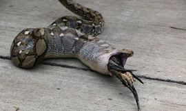 Trăn tham ăn mắc nghẹn vì ‘xử’ cùng lúc hai con gà chọi