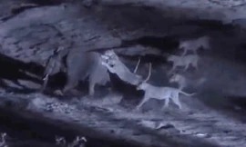 Cận cảnh pha 'hội đồng' sư tử đoạt mạng voi rừng